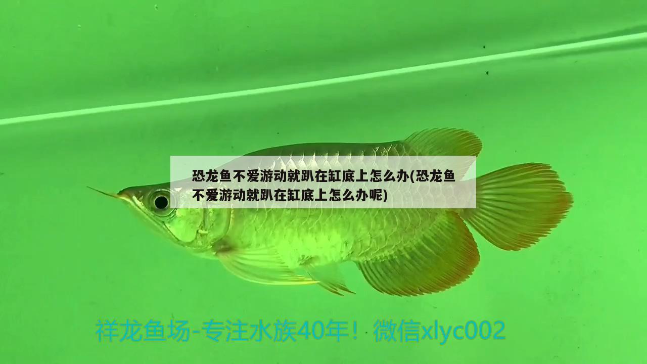 恐龍魚不愛游動就趴在缸底上怎么辦(恐龍魚不愛游動就趴在缸底上怎么辦呢) 丹頂錦鯉魚 第3張