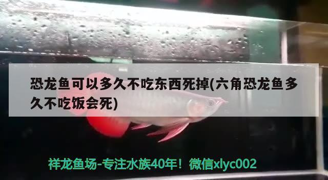 恐龍魚可以多久不吃東西死掉(六角恐龍魚多久不吃飯會(huì)死) 稀有金龍魚