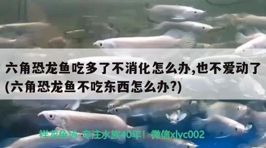 六角恐龍魚吃多了不消化怎么辦,也不愛動了(六角恐龍魚不吃東西怎么辦?)