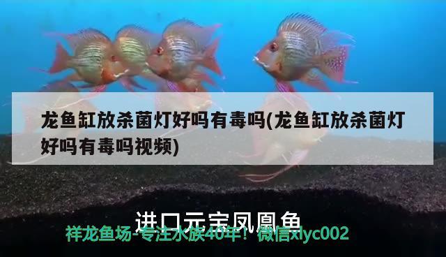 龍魚缸放殺菌燈好嗎有毒嗎(龍魚缸放殺菌燈好嗎有毒嗎視頻)