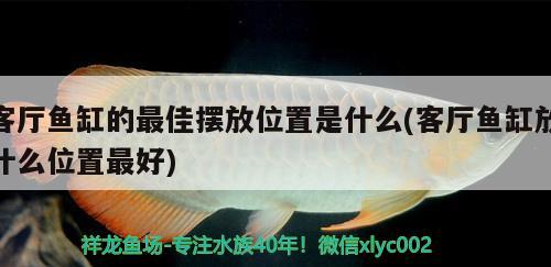 客廳魚(yú)缸的最佳擺放位置是什么(客廳魚(yú)缸放什么位置最好) 沖氧泵