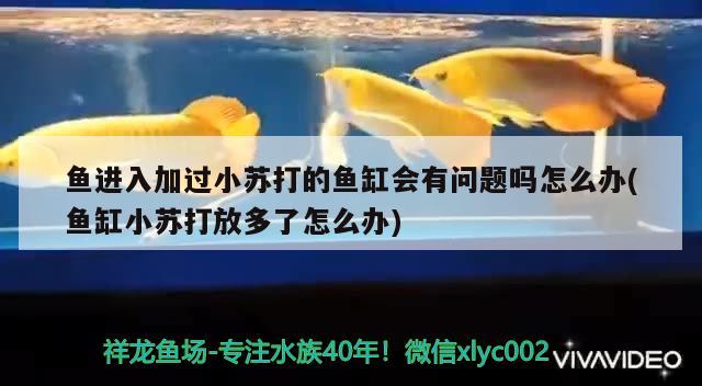 魚進入加過小蘇打的魚缸會有問題嗎怎么辦(魚缸小蘇打放多了怎么辦)