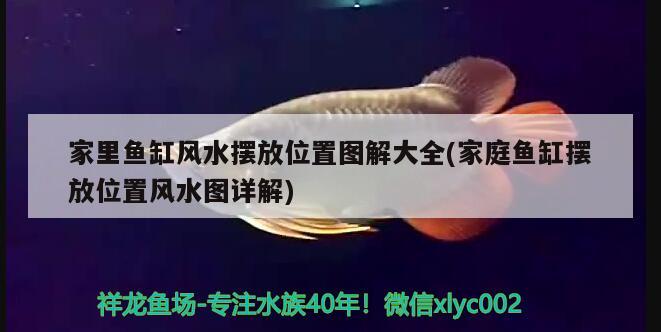 家里魚缸風水擺放位置圖解大全(家庭魚缸擺放位置風水圖詳解)