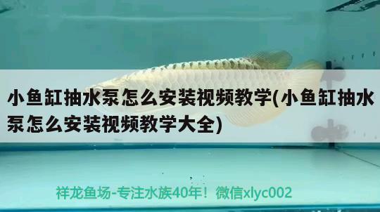 小魚缸抽水泵怎么安裝視頻教學(小魚缸抽水泵怎么安裝視頻教學大全) 元寶鳳凰魚專用魚糧