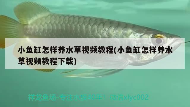 小魚(yú)缸怎樣養(yǎng)水草視頻教程(小魚(yú)缸怎樣養(yǎng)水草視頻教程下載)