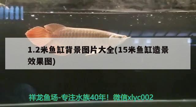 1.2米魚缸背景圖片大全(15米魚缸造景效果圖)