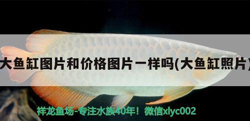 大魚缸圖片和價(jià)格圖片一樣嗎(大魚缸照片) 魚缸等水族設(shè)備