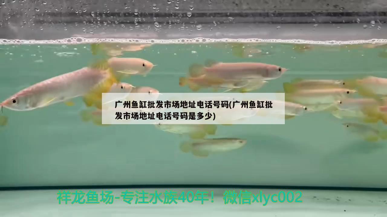 廣州魚缸批發(fā)市場(chǎng)地址電話號(hào)碼(廣州魚缸批發(fā)市場(chǎng)地址電話號(hào)碼是多少) 南美異型魚