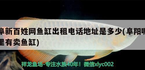 阜新百姓網(wǎng)魚缸出租電話地址是多少(阜陽哪里有賣魚缸) 小型觀賞魚