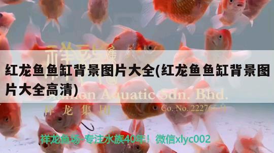 紅龍魚(yú)魚(yú)缸背景圖片大全(紅龍魚(yú)魚(yú)缸背景圖片大全高清)