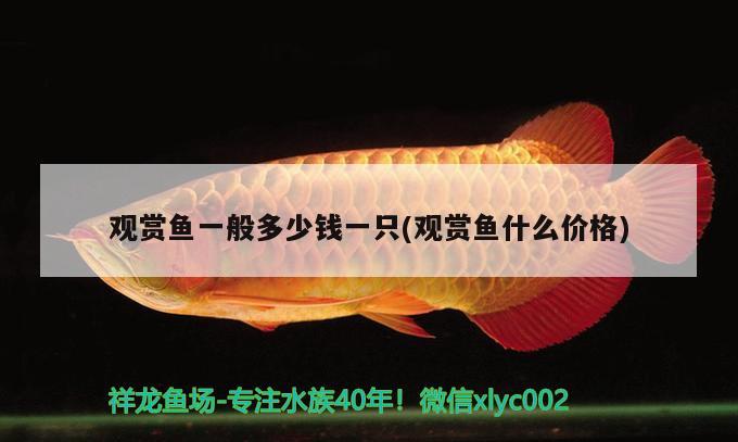 觀賞魚(yú)一般多少錢一只(觀賞魚(yú)什么價(jià)格) 觀賞魚(yú)魚(yú)苗