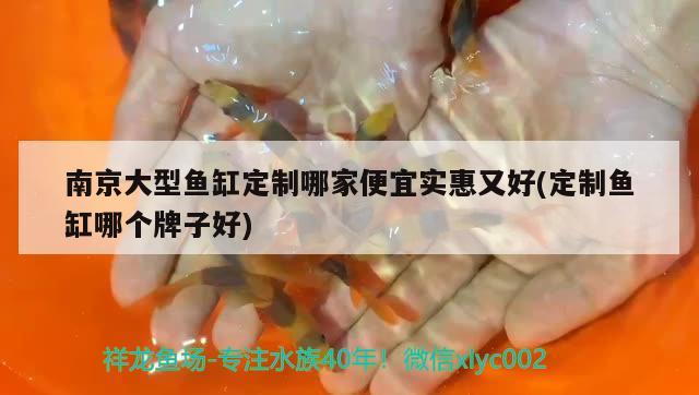 南京大型魚缸定制哪家便宜實惠又好(定制魚缸哪個牌子好) 黑云魚