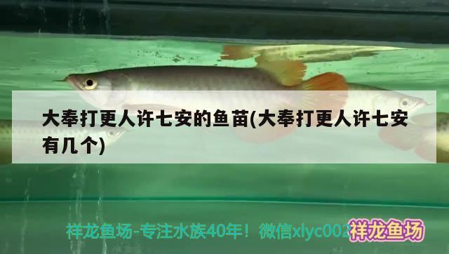 大奉打更人許七安的魚苗(大奉打更人許七安有幾個) 胭脂孔雀龍魚