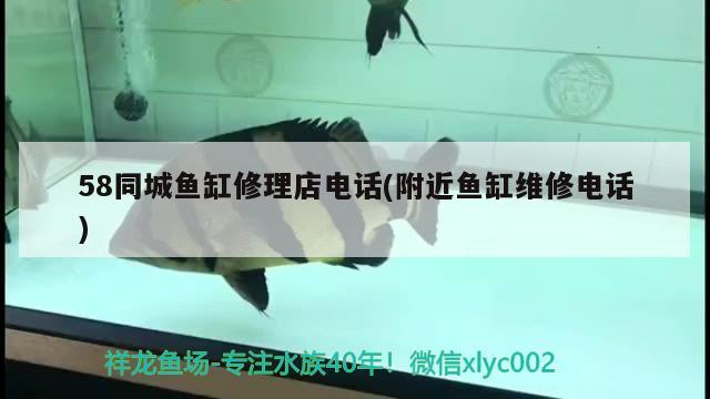 58同城魚缸修理店電話(附近魚缸維修電話) 水族品牌