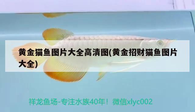 黃金貓魚圖片大全高清圖(黃金招財貓魚圖片大全) 黃金貓魚