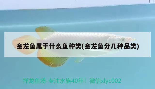 金龍魚屬于什么魚種類(金龍魚分幾種品類) 祥龍藍珀金龍魚