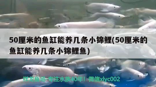 50厘米的魚(yú)缸能養(yǎng)幾條小錦鯉(50厘米的魚(yú)缸能養(yǎng)幾條小錦鯉魚(yú)) 黑桃A魚(yú)苗