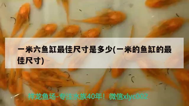 一米六魚缸最佳尺寸是多少(一米的魚缸的最佳尺寸) 白化巴西龜（白巴）