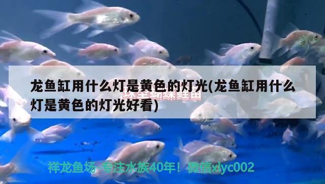 龍魚缸用什么燈是黃色的燈光(龍魚缸用什么燈是黃色的燈光好看) 白子銀龍苗（黃化銀龍苗）