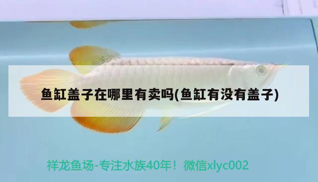 魚(yú)缸蓋子在哪里有賣嗎(魚(yú)缸有沒(méi)有蓋子) 野生埃及神仙魚(yú)