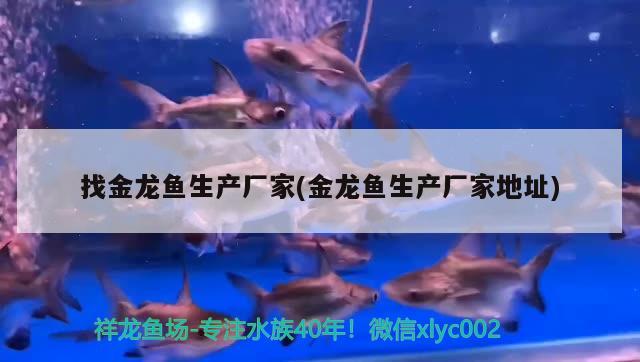 找金龍魚生產(chǎn)廠家(金龍魚生產(chǎn)廠家地址) 帝王迷宮魚