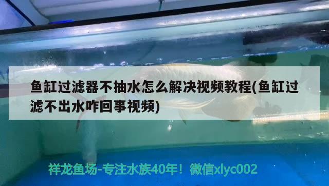 魚缸過濾器不抽水怎么解決視頻教程(魚缸過濾不出水咋回事視頻)