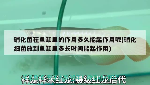 硝化菌在魚缸里的作用多久能起作用呢(硝化細菌放到魚缸里多長時間能起作用) 硝化細菌