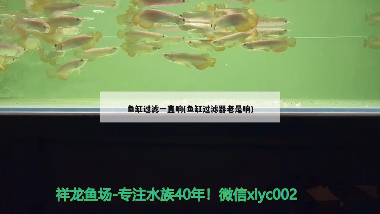 魚缸過濾一直響(魚缸過濾器老是響) 銀河星鉆魚