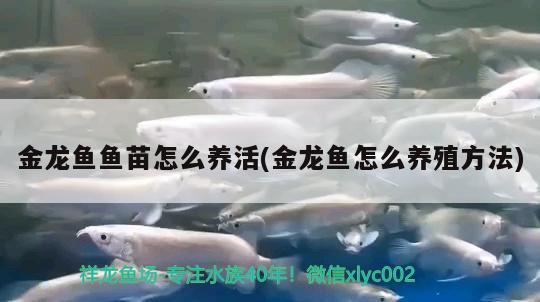 金龍魚魚苗怎么養(yǎng)活(金龍魚怎么養(yǎng)殖方法)