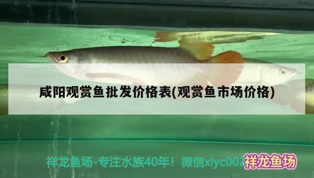 咸陽觀賞魚批發(fā)價(jià)格表(觀賞魚市場(chǎng)價(jià)格) 觀賞魚批發(fā)