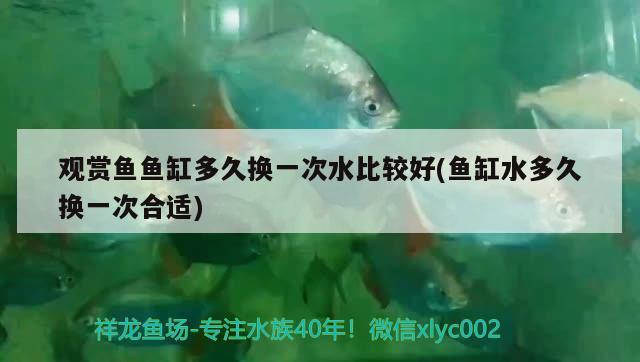 觀賞魚魚缸多久換一次水比較好(魚缸水多久換一次合適) 觀賞魚疾病