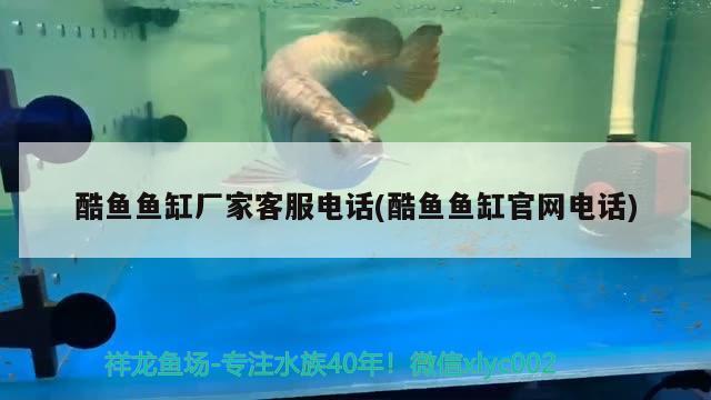 酷魚魚缸廠家客服電話(酷魚魚缸官網(wǎng)電話) 眼斑魚