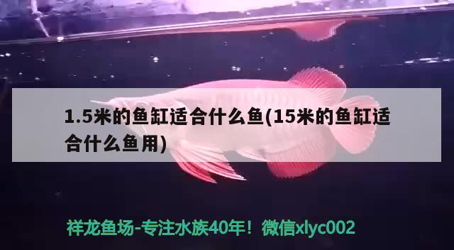 1.5米的魚(yú)缸適合什么魚(yú)(15米的魚(yú)缸適合什么魚(yú)用) 申古三間魚(yú)