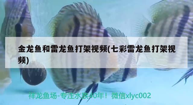 金龍魚和雷龍魚打架視頻(七彩雷龍魚打架視頻) 過濾設(shè)備