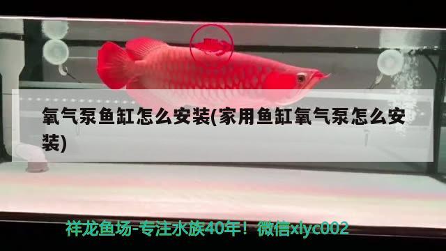 氧氣泵魚(yú)缸怎么安裝(家用魚(yú)缸氧氣泵怎么安裝) 大白鯊魚(yú)苗