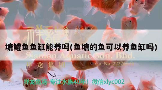 塘鱧魚魚缸能養(yǎng)嗎(魚塘的魚可以養(yǎng)魚缸嗎)