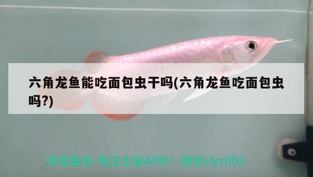 六角龍魚能吃面包蟲干嗎(六角龍魚吃面包蟲嗎?) 一眉道人魚苗