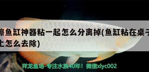 擦魚缸神器粘一起怎么分離掉(魚缸粘在桌子上怎么去除)