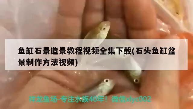 魚缸石景造景教程視頻全集下載(石頭魚缸盆景制作方法視頻)