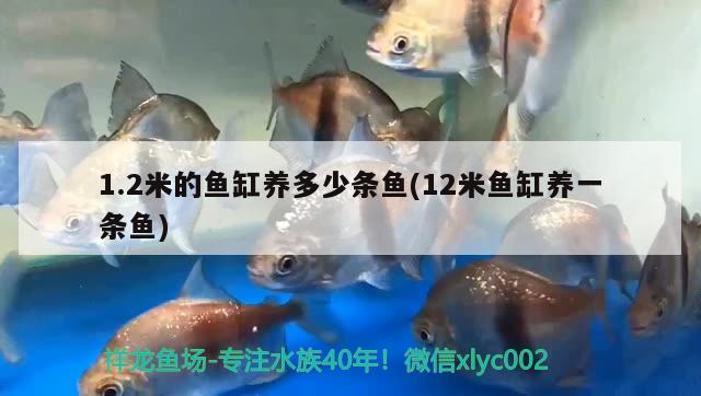 1.2米的魚缸養(yǎng)多少條魚(12米魚缸養(yǎng)一條魚) 豬鼻龜百科