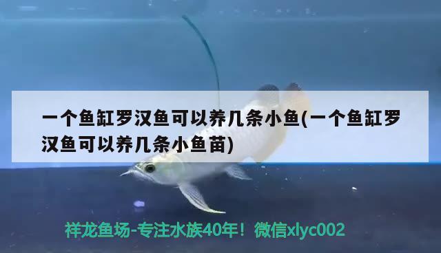 一個魚缸羅漢魚可以養(yǎng)幾條小魚(一個魚缸羅漢魚可以養(yǎng)幾條小魚苗) 羅漢魚