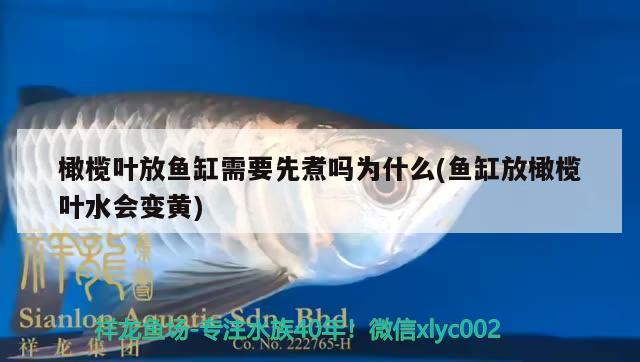 橄欖葉放魚缸需要先煮嗎為什么(魚缸放橄欖葉水會變黃) 定時器/自控系統(tǒng)