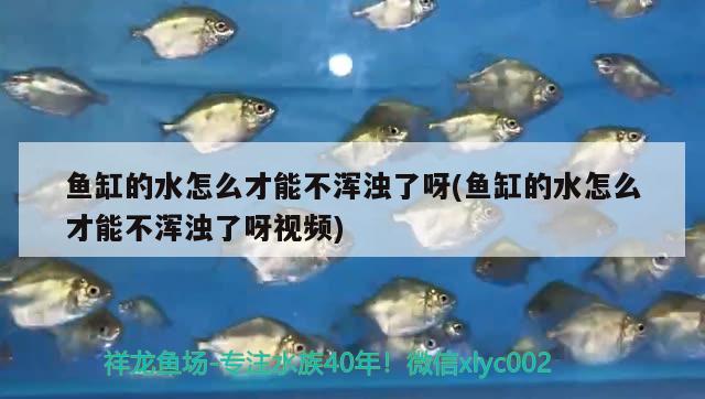 魚(yú)缸的水怎么才能不渾濁了呀(魚(yú)缸的水怎么才能不渾濁了呀視頻) 球鯊魚(yú) 第2張