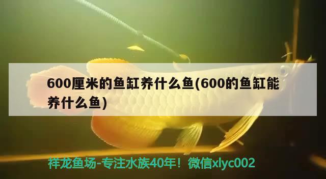 600厘米的魚缸養(yǎng)什么魚(600的魚缸能養(yǎng)什么魚) 祥龍魚場其他產品