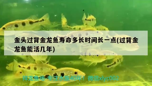 金頭過背金龍魚壽命多長時間長一點(過背金龍魚能活幾年)