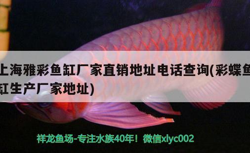 上海雅彩魚缸廠家直銷地址電話查詢(彩蝶魚缸生產(chǎn)廠家地址) 申古銀版魚