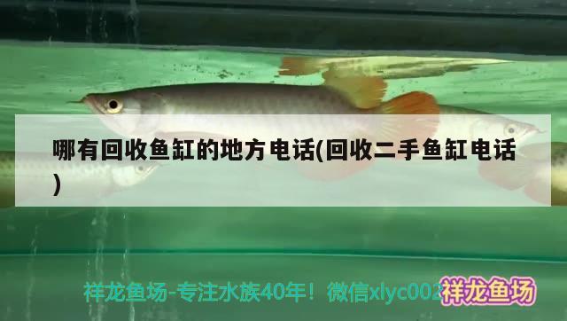 哪有回收魚(yú)缸的地方電話(huà)(回收二手魚(yú)缸電話(huà)) 龍魚(yú)批發(fā)