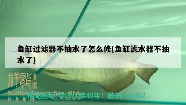 魚(yú)缸過(guò)濾器不抽水了怎么修(魚(yú)缸濾水器不抽水了) 大嘴鯨魚(yú)