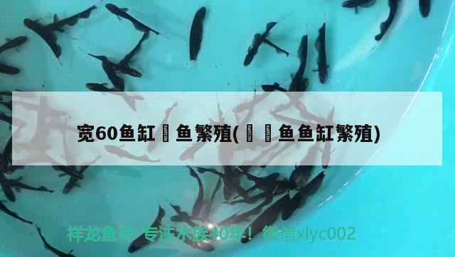 寬60魚缸魟魚繁殖(鳑鲏?mèng)~魚缸繁殖) 稀有金龍魚