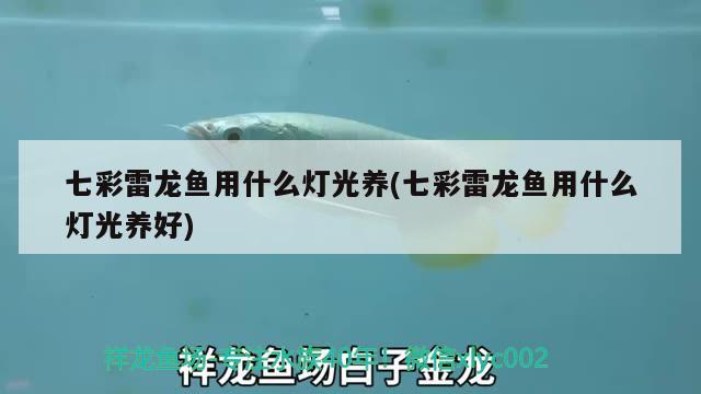 七彩雷龍魚用什么燈光養(yǎng)(七彩雷龍魚用什么燈光養(yǎng)好) 野生埃及神仙魚